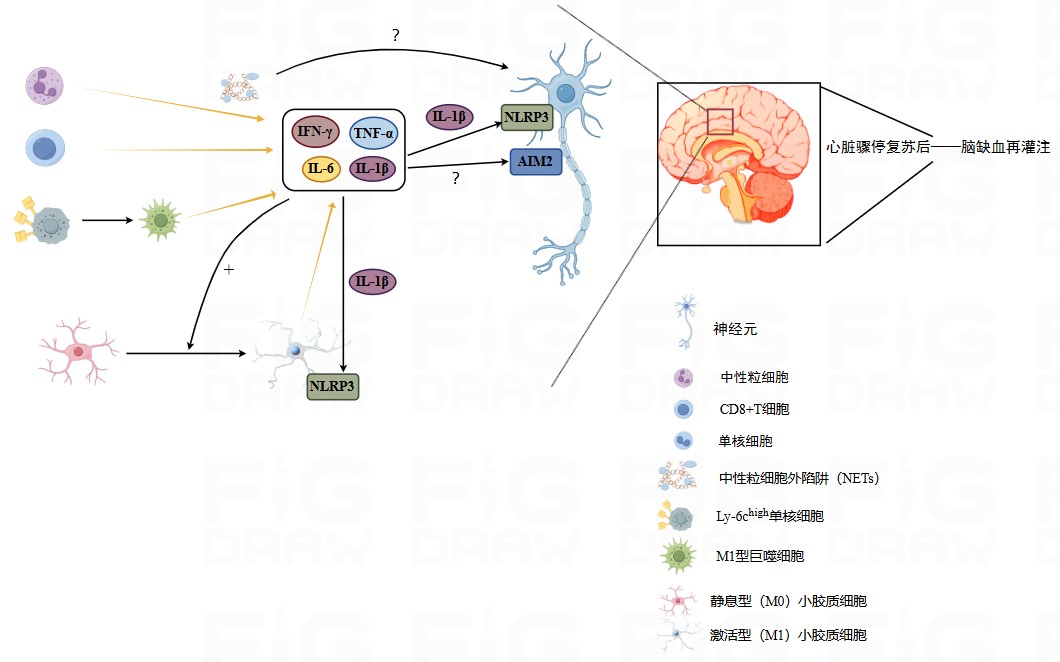 神经元免疫损伤机制简图.jpg