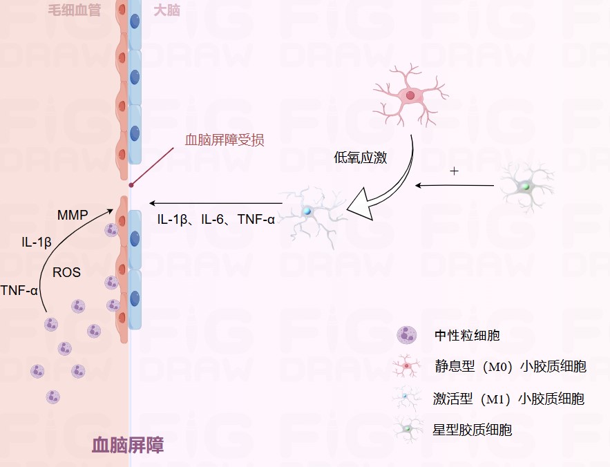 血脑屏障免疫损伤机制简图.jpg