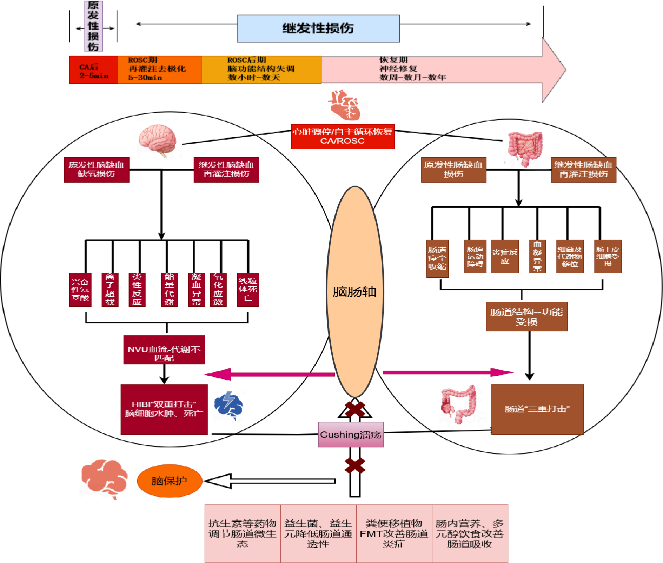 脑肠轴在CA_ROSC中HIBI神经-血管单元中的作用机制的研究进展_思维导图.png